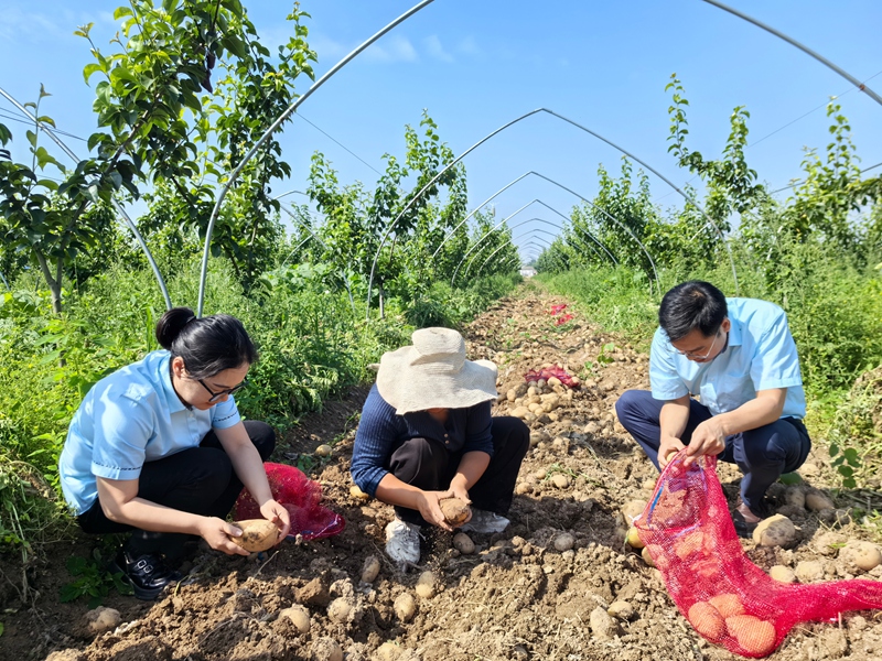 “阳光配送平台”项目组成员奔赴田间地头，帮助农户抢收农产品。江苏邮政供图